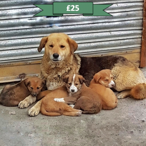 Your generous donation will sterilise one stray dog, helping to control the population and end the cycle of suffering for stray dogs