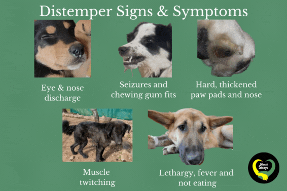 Distemper symptoms in dogs