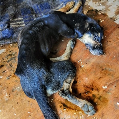 Rabies - Victim after succumbing to the disease
