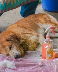 Animal Health Camp - Sedated dog