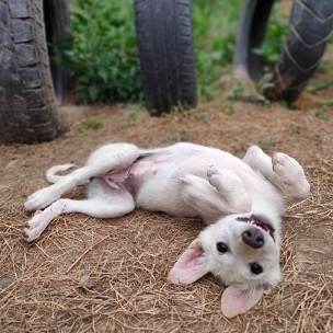 Compassion Education - relaxed happy puppy (julie)