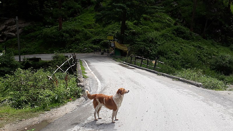 Mountain Villages - Dog in Kasol