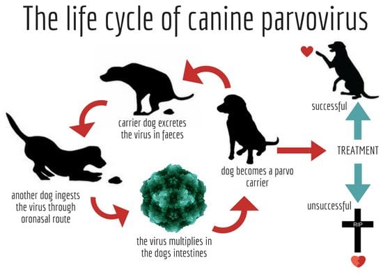 parvo life cycle and transmission
