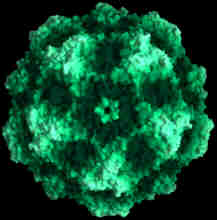 Parvo virus