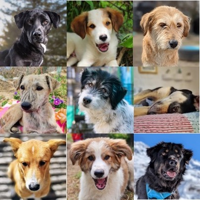 Stray Dogs - collage of street dogs