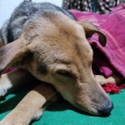 Animal Birth Control - recovering dog