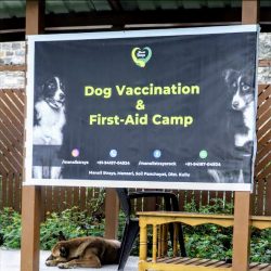 Manali Strays - Animal Health Camp