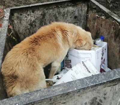 Stray Dog scavenging from rubbish