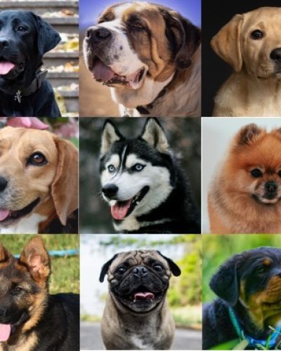 Stray Dogs - collage of breed dogs
