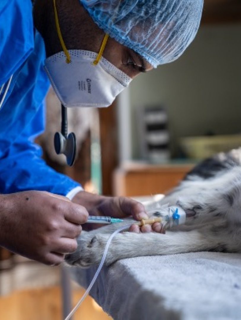 Veterinary Care - pet treatment